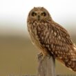 Hibou des marais en migration